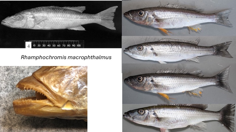Rhamphochromis macrophthalmus